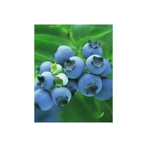 sell blueberry anthocyanin