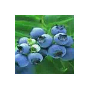 Blueberry Anthocyanin