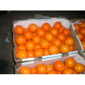 Fresh Navel Orange