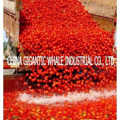 36-38%,28-30% and 30-32%Tomato Paste In 220L Drum