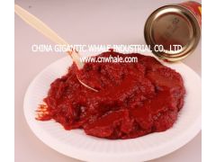 Tomato Paste 70g/Tin 28-30% BRIX图2