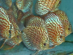 DISCUS FISH FOR SALE图2