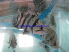 FRESHWATER FISH FOR SALE图2