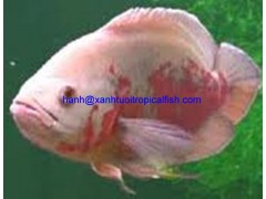FRESHWATER FISH FOR SALE图3