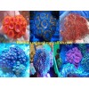 LIVE CORALS FOR SALE
