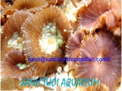 LIVE CORALS FOR SALE图2