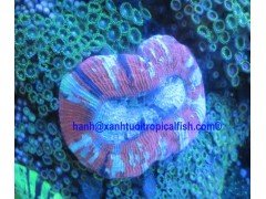 LIVE CORALS FOR SALE图3