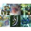 MARINE FISH & INVERTEBRATES FOR SALE