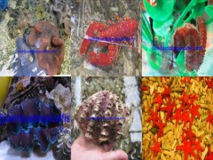 MARINE FISH & INVERTEBRATES FOR SALE图2