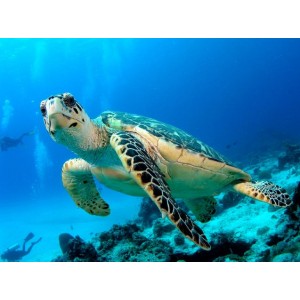 4D3N Bali Island Romantic Tour Package + Turtle Island