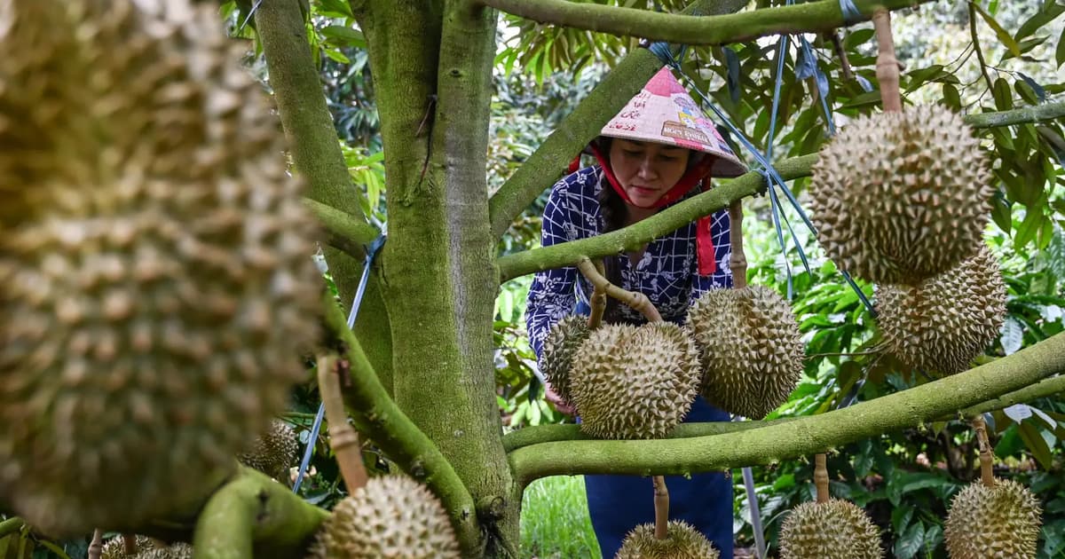 Vietnamese coffee farmers ride China’s durian wave