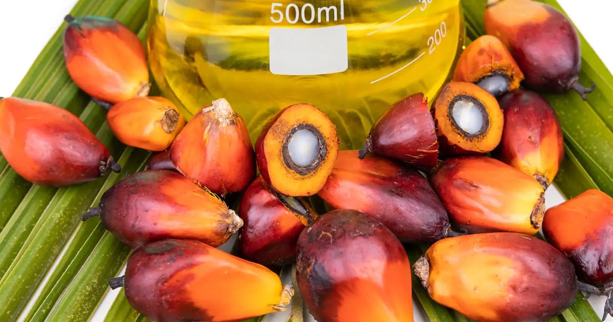 Palm oil glut lures Indian buyers as price gap to rivals widens